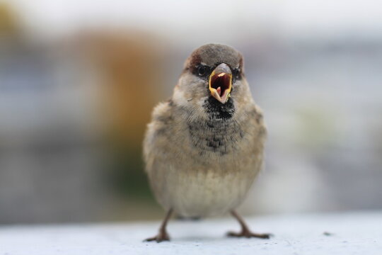 angry sparrow with open beak