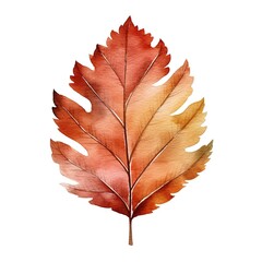 Bright watercolor autumn leaf. Illustration, single element on white background