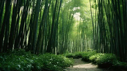 Schilderijen op glas A tranquil bamboo forest with tall green stalks © Cloudyew