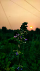 flowers on a plant with beautiful sunset 
