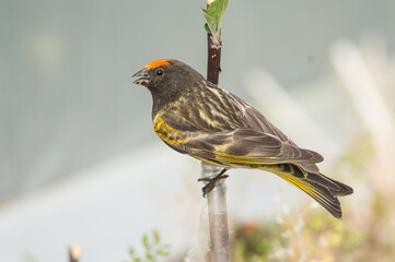 Fire-fronted Serin

Sprightly and vividly-colored little finch with a black head and a fiery orange patch on the forehead