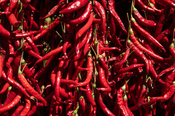 Fototapeta premium Red chili peppers are hanged on the wall. We dry the long red pepper by hanging it in the shade. Long red peppers drying on the walls. Cukuroren Village, Bilecik Türkiye.