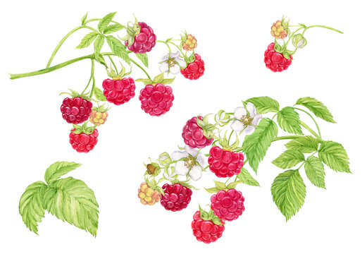 Raspberry branches, watercolor set. Plant with berries flowers, green leaves on a transparent background. Botanical illustration. Garden and forest ripe berries for packaging design of natural product