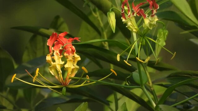 The Pretty and Poisonous Flame Lily