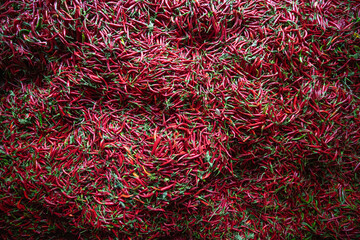 Naklejka premium Red chili peppers are hanged on the wall. We dry the long red pepper by hanging it in the shade. Long red peppers drying on the walls. Cukuroren Village, Bilecik Türkiye.