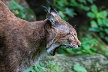 Luchs