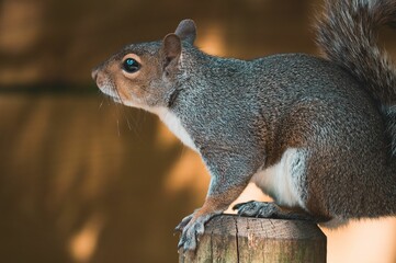 Solitary Eastern Gray Squirrel on a wooden post, looking off into the distance