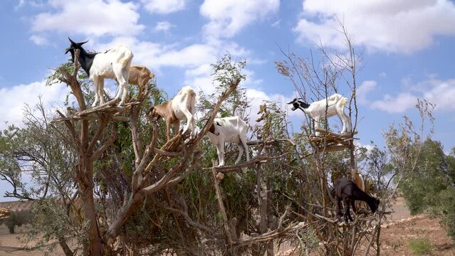 Goats on an Argan tree in the way between Marrakesh and Essaouira in Morocco. Africa