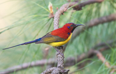 Mrs. Gould's Sunbird

One of the most beautiful sunbirds from Arunachal Pradesh India