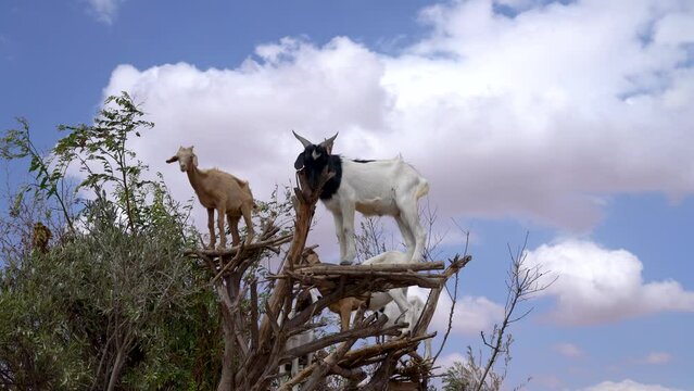 Goats on an Argan tree in the way between Marrakesh and Essaouira in Morocco. Africa