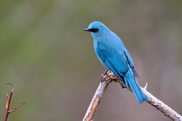 Verditer Flycatcher

A distinctive shade of copper-sulphate blue and has a dark patch between the...