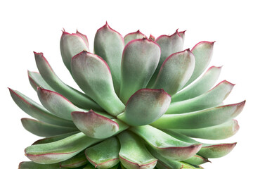 Succulent plant isolated