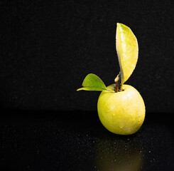 과일 망신 시킨다는 모과 겨울철 건강에는 유용한 과일