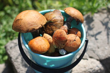 mushrooms in a bucket