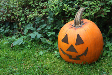 Real orange pumpkin for Halloween on green grass in the garden. Halooween background with copy space