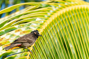 Red vented bulbul