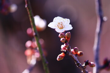 春の訪れを告げる梅の花