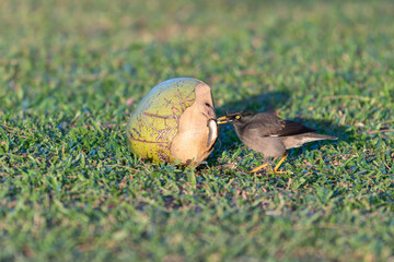 Jungle myna finds and eats from inside coconut
