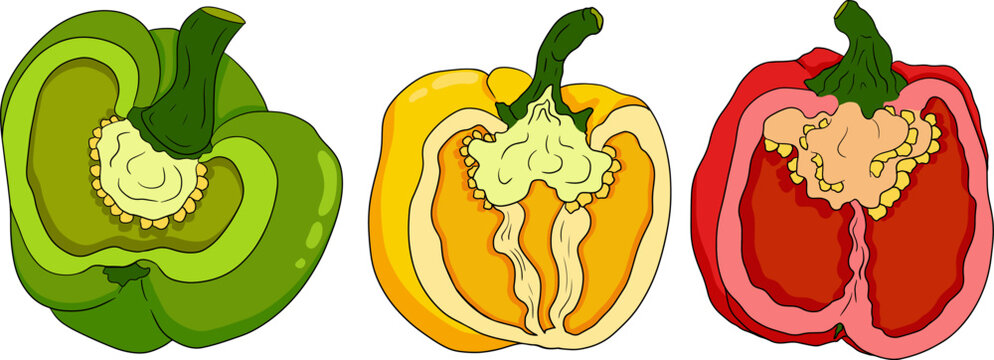 Hand drawn colored illustration of different types of pepper. Bell sweet peppers, paprika. Vegetables painted on white background. Vector sketch food.
