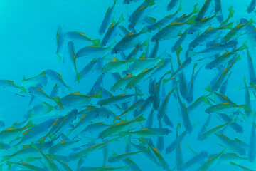 School of fish swarming around just under surface