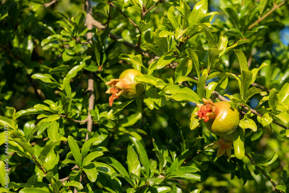 Poster pomegranate tree in a garden in turkey. small green pomegranate on a tree. unripe pomegranate in the