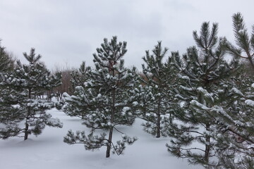 Young trees of Baltic pines covered with snow in January