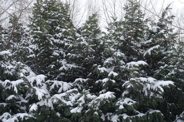 Shrubs of common yew covered with snow in January