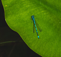 Libelle