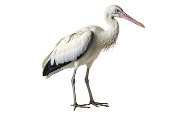 Obraz premium Stork full body white background isolated PNG