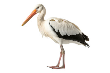 Stork full body white background isolated PNG