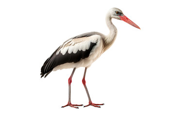 Fototapeta premium Stork full body white background isolated PNG