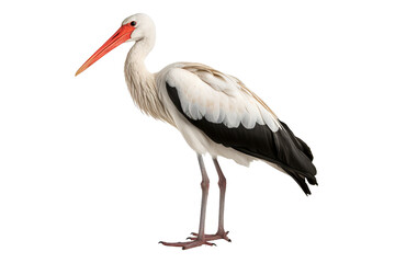 Stork full body white background isolated PNG
