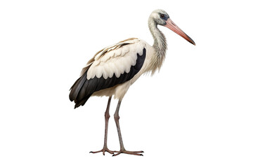 Fototapeta premium Stork full body white background isolated PNG