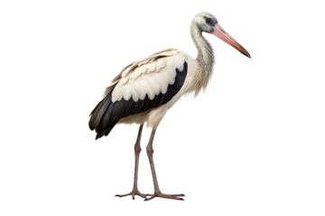 Stork full body white background isolated PNG