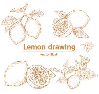 hand drawn lemon, vintage food sketch illustration, drawing, fruit, 