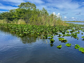 parc national des Everglades