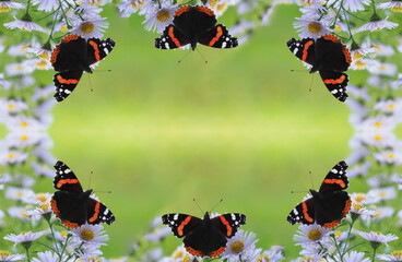 Schmetterlinge als Rahmen