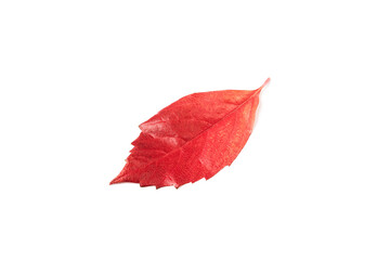 Red leaf falling from a tree on a white background