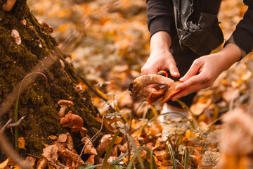 searching for mushrooms in autumn forest