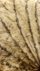 texture of leaf line art