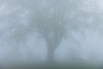 Forest shrouded in autumn fog, Piedmont, Italy