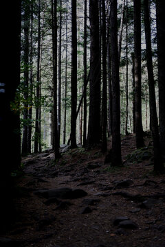 dense forest in the Carpathians. dense forest with large stones, covered with moss. Forest and moss © Yuliia Koval