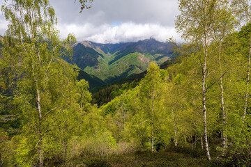 view of Bielmonte forest, Biella, Piedmont, Italy
