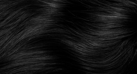 Brunette or black hair. Female long dark hair in black. Beautifully laid curls. Closeup texture in a dark key. Hairdressing, hair care and coloring. Shading gray hair. Background with copy space. - obrazy, fototapety, plakaty