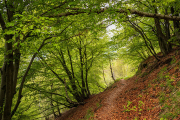 view of Bielmonte forest, Biella, Piedmont, Italy
 - obrazy, fototapety, plakaty