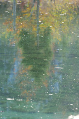 Reflection of Trees on the Water Surface of a Lake