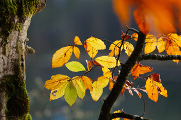 Autumn Leaves Closeup with Blurred Background