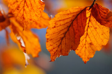 Autumn Leaves Closeup with Blurred Background
