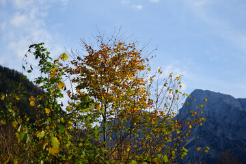 Colourful Trees and Mountains on a Sunny Autumn Day