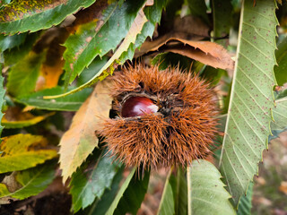 Ouriços maduros no castanheiro com castanhas à vista